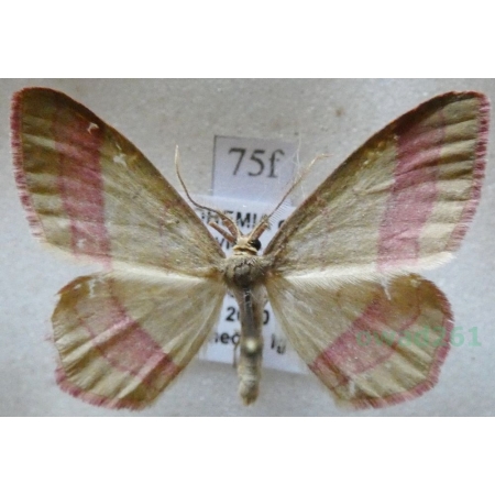 Rhodostrophia vibicaria (Clerck, 1759) Zdobik różopas Czech75f